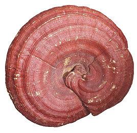 《光与影：33号远征队》Steam特别好评 首发峰值接近4万